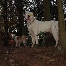 Amerikansk bulldog Østergård's Whitey "Ozzy"
