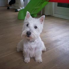 West highland white terrier Luna