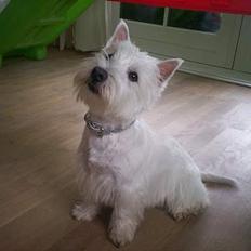 West highland white terrier Luna