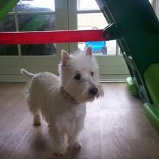 West highland white terrier Luna