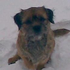 Border terrier Acita