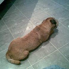 Border terrier Acita