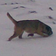 Border terrier Acita