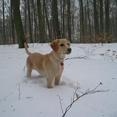 Labrador retriever Ida
