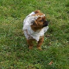 Blanding af racer Bonnie