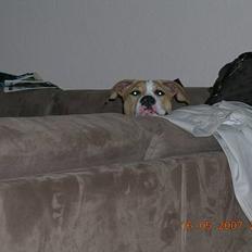 Amerikansk staffordshire terrier Buller