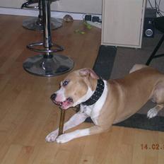 Amerikansk staffordshire terrier Buller