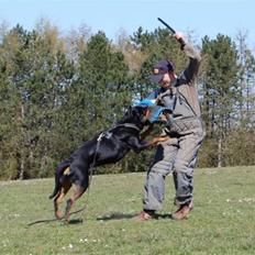 Rottweiler Chaco