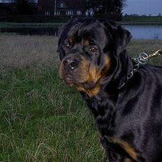 Rottweiler Chaco