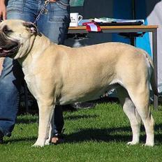 Bullmastiff Tiny