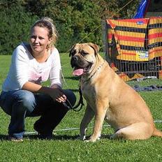 Bullmastiff Amy