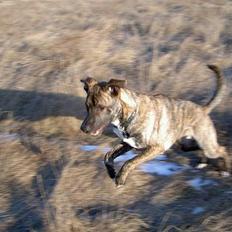 Blanding af racer Milo