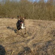 Blanding af racer Milo