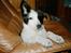 Blanding af racer Husky/Samojed - Ian ***RIP*** - Et lille barne billede *G* 