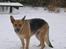 Schæferhund Daisy - død - så kom vinteren og sneen endelg også til Tommeru.. Februar 2007