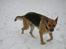 Schæferhund Daisy - død - Wee.. Dasy elsker sne.. 