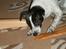 Dansk svensk gaardhund Misty - Jeg skal spise dig skal jeg - feb. 2007