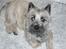 Cairn terrier Tjavs - Må man ikke havde lov til at være lidt for sig selv