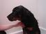 Rottweiler Tyzon - Det her med at bade..... det er noget opreklameret fis