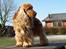 Cocker spaniel Oliver - Hej alle. Det er mig der er Oliver. Jeg er en glad og dejlig hund. Men kig ind og se flere billeder af mig og familien.