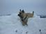 Cairn terrier Tjavs - Man kan jo se alt her oppe fra......