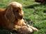Cocker spaniel Oliver - Oliver hygger i haven