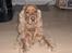 Cocker spaniel Oliver