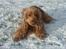 Cocker spaniel Oliver - Det er så dejligt med sne
