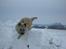 Cairn terrier Tjavs - Ups jeg snuble He He...................