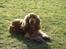 Cocker spaniel Oliver