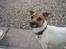 Jack russell terrier Meyer *død*