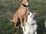 Cavalier king charles spaniel Simpson - taget af Nadja L