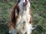 Cavalier king charles spaniel Simpson - taget af Nadja L