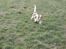 Cavalier king charles spaniel Simpson - taget af Nadja L