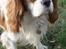 Cavalier king charles spaniel Simpson - taget af Nadja L