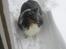 Shetland sheepdog Frida *død* - puha, du skal få betalt, sne!