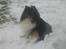Shetland sheepdog Frida *død* - Arh :D det er da dejlig køligt herude hva ?