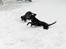 Labrador retriever (Formel 1) Flo - Min bror og jeg i sneen.
