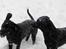 Labrador retriever (Formel 1) Flo - Hehe, vi hygger os rigtig meget