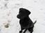 Labrador retriever (Formel 1) Flo - skynd dig nu, det er koldt for måsen.