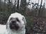 Shih tzu LUI - Her er vi i skoven :-)