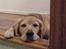 Golden retriever Simba