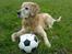 Golden retriever Simba - Simba er helt vild med læder fodbolde...