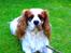 Cavalier king charles spaniel Zimba - Græsset , Muums