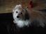 Coton de tulear Trille 