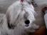 Coton de tulear Trille 