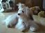 Coton de tulear Trille 