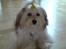 Coton de tulear Trille 