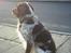 Engelsk springer spaniel Rosso - Nu må mor da snart komme hjem