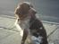 Engelsk springer spaniel Rosso - kommer hun mon den her vej fra